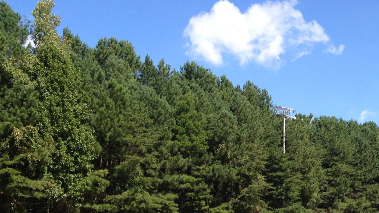 Trees and light post