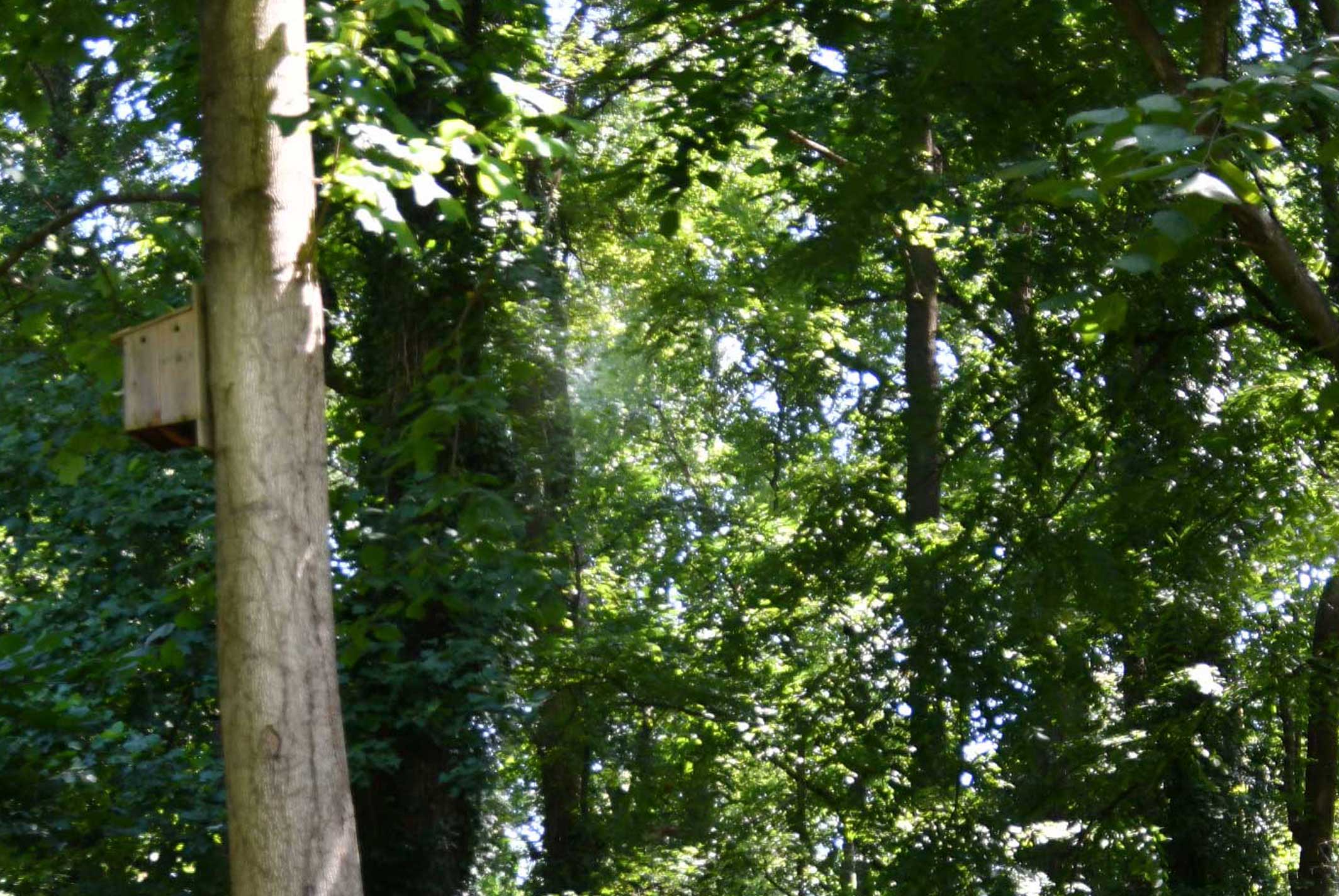 A bat house amongst the trees at the westwood nature preserve