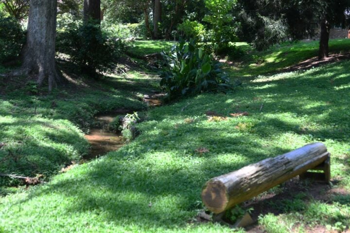 Dappled light through trees onto green grass at the Westwood Nature Preserve