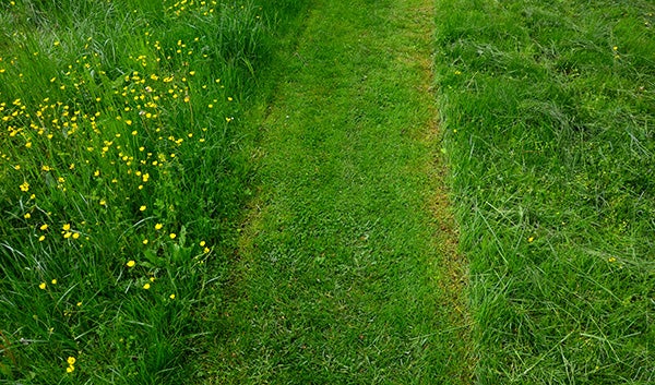 Single narrow stripe mowed into otherwise tall grass