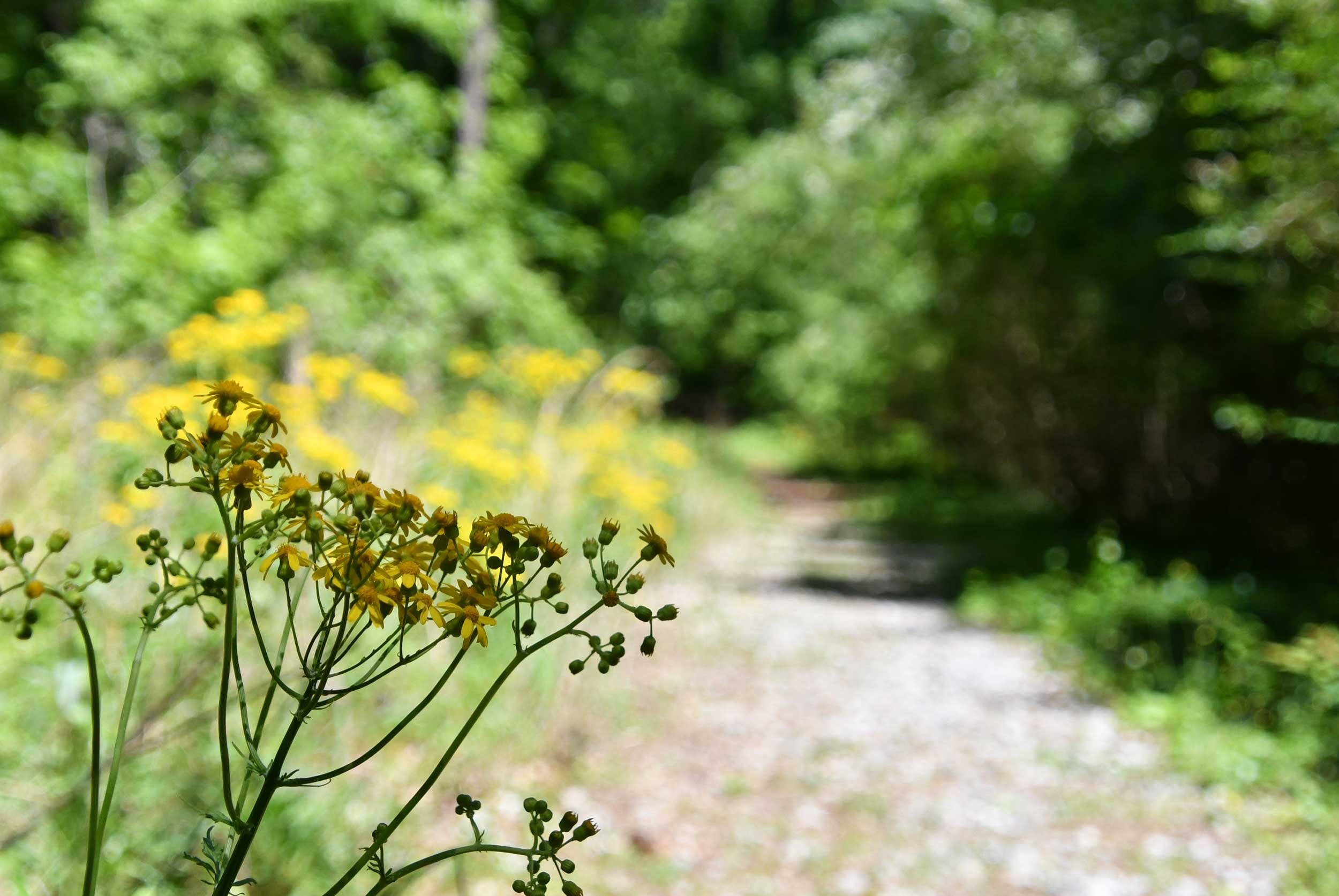 Close-up of plant with path trailing into background