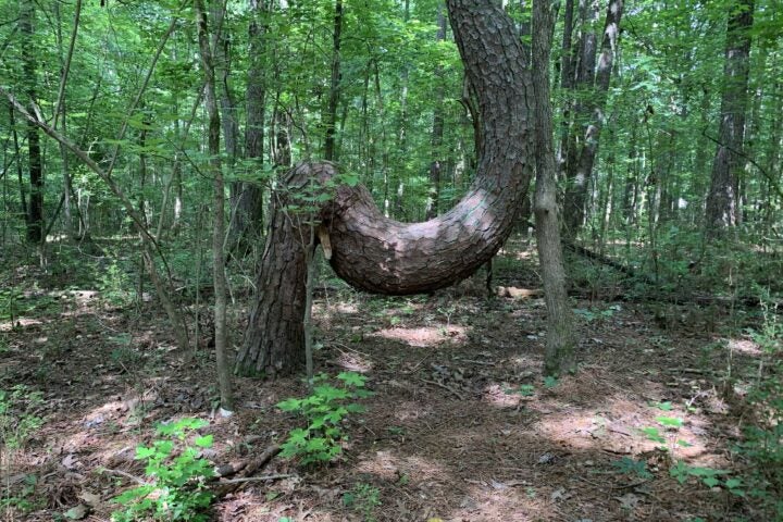 Tree with trunk bent back toward the ground then growing upwards again