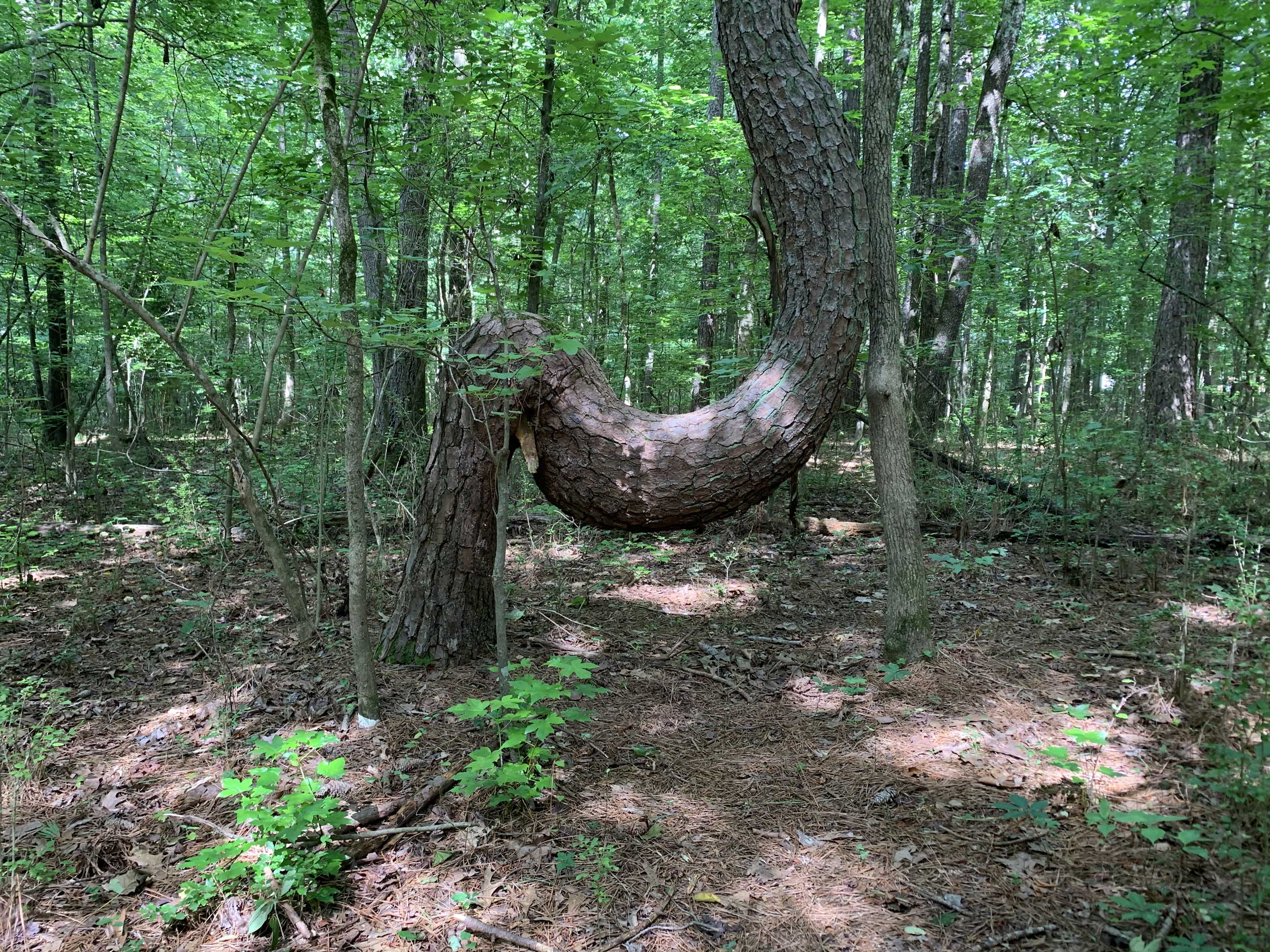 Tree with trunk bent back toward the ground then growing upwards again