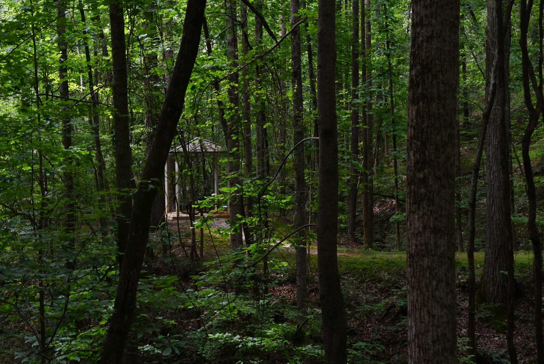 A wooden gazebo amongst the tall trees at Probst park