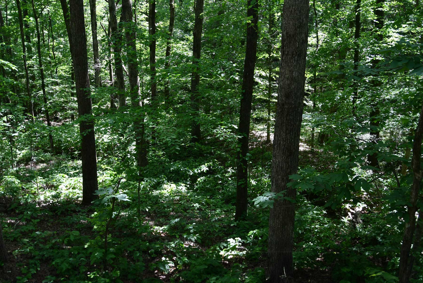 Tall trees and greenery at Probst Park woods