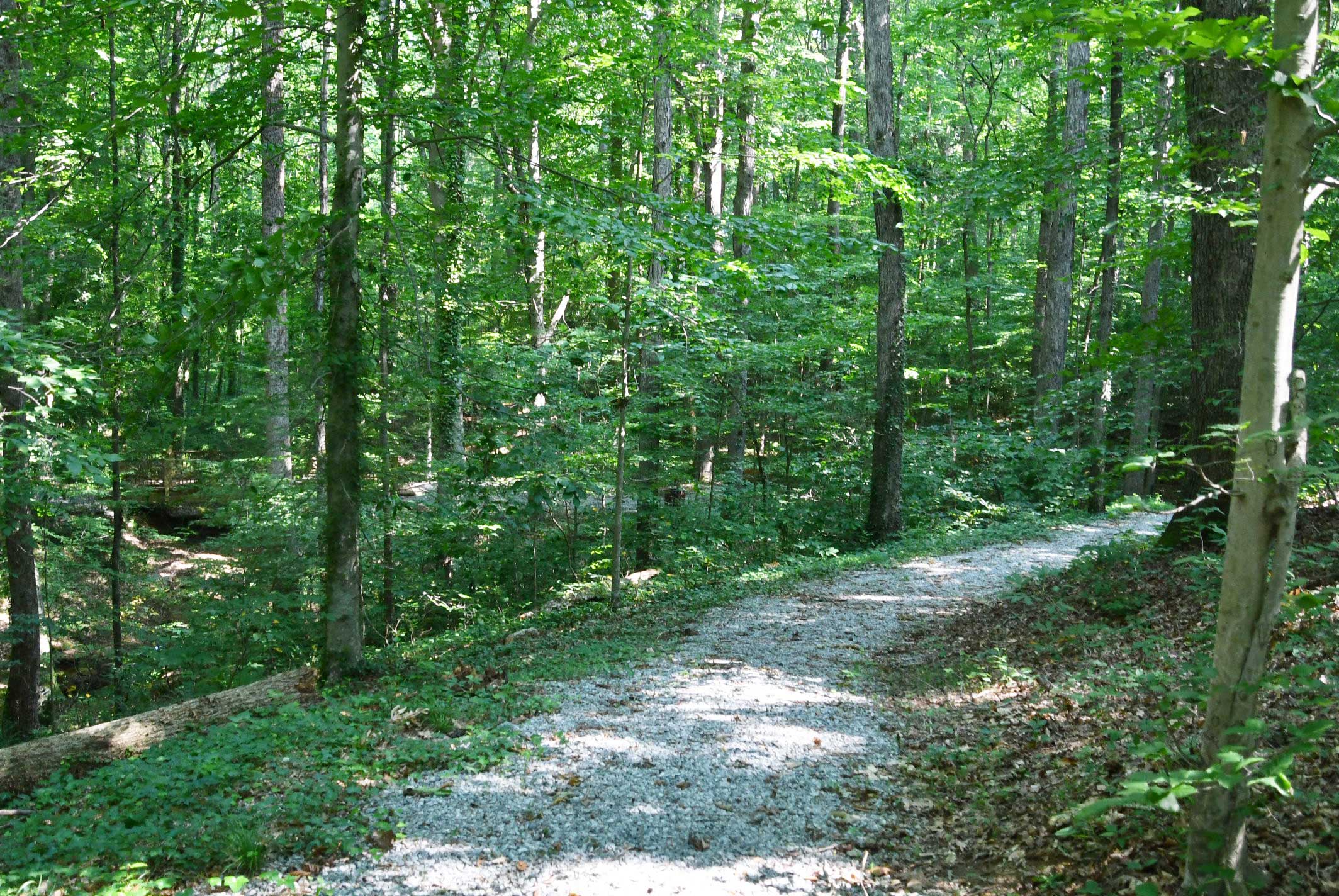 A beautiful trail at Smoke Rise crossing