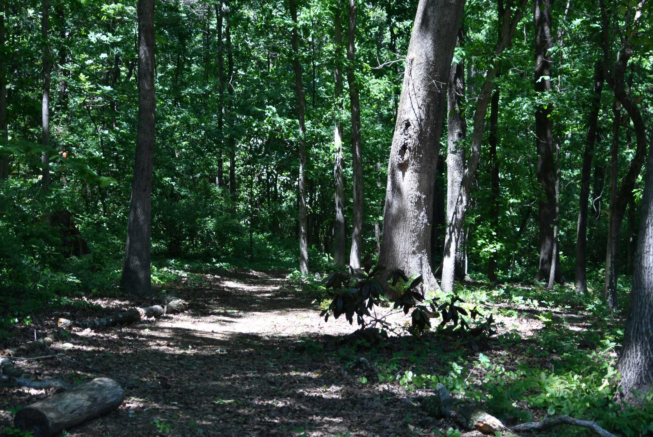 Dappled afternoon light at a Tucker nature preserve trail