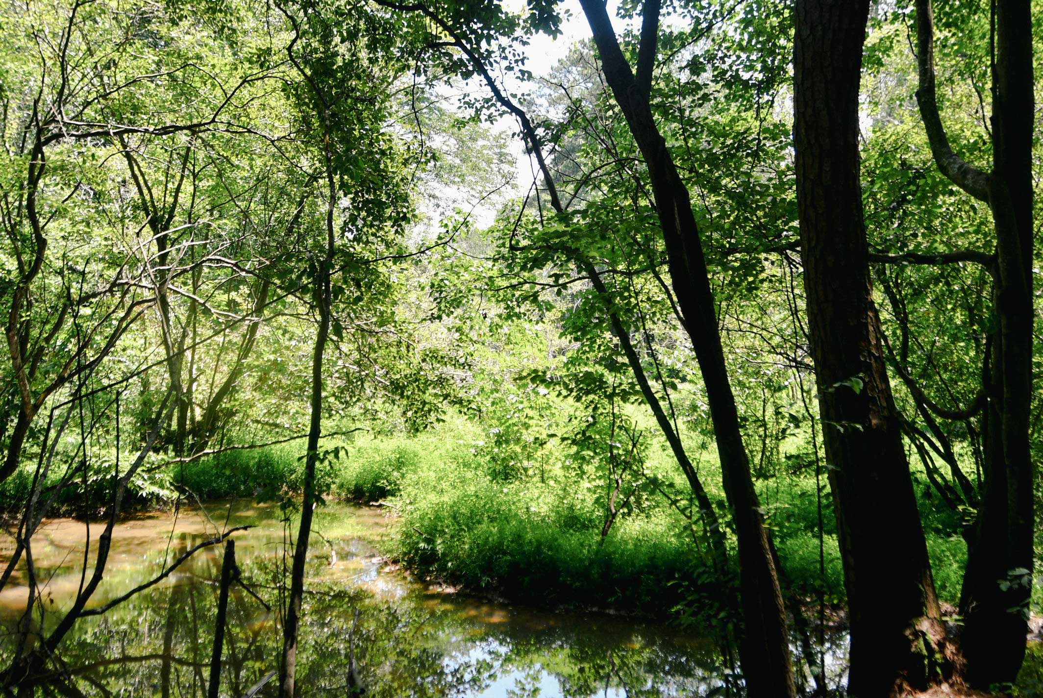 A beautiful marsh on a sunny day at johns homestead