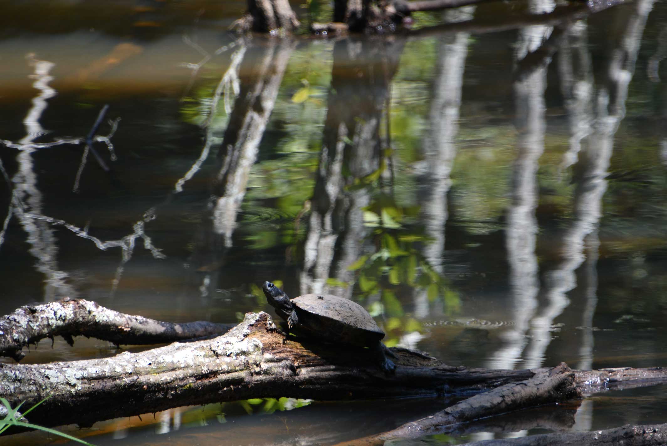 A turtle sunning on a log at Johns homestead