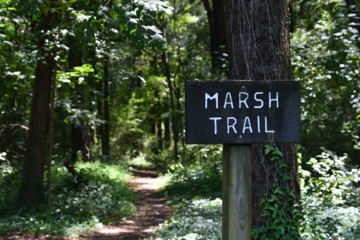 A wooden sign that says Marsh Trail