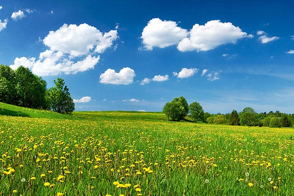 Green grass with yellow dandelions under a blue sky