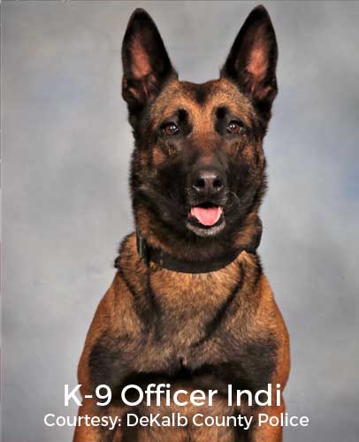 Portrait of K-9 Officer Indi