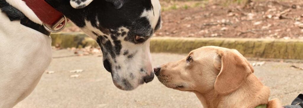 Two dogs touching noses