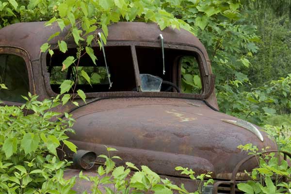 rusted out old car covered in plants